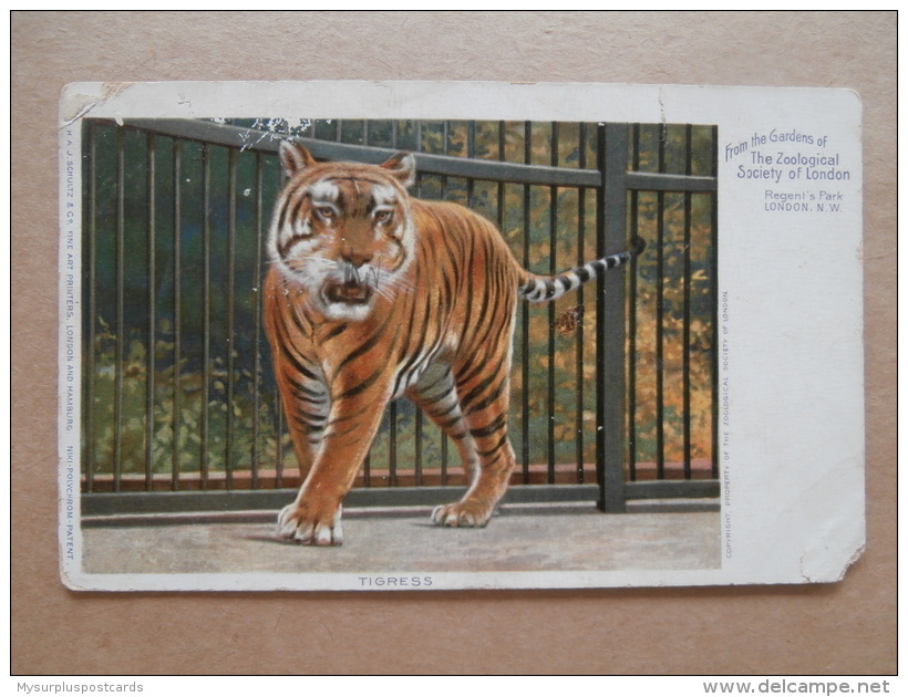 38890 PC: ANIMALS: TIGERS: Tigress From The Gardens Of THE ZOOLOGICAL SOCIETY OF LONDON, Regent;s Park. - Tigers