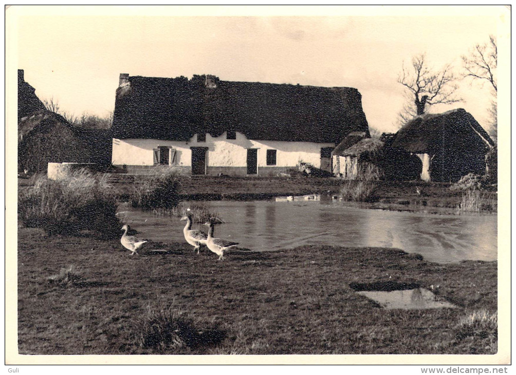 44410] Loire Atlantique ( St SAINT -LYPHARD) BRECA En Grande Brière Vue Par Jacques Cholet ( La Siréne 1420)*PRIX FIXE - Saint-Lyphard