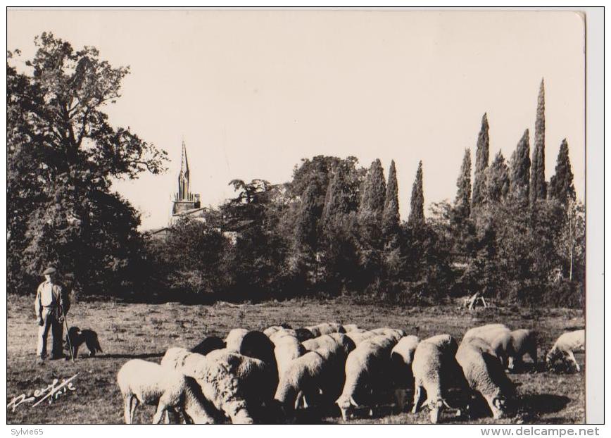 TRIE -SUR-BAISE-Un Berger Et Ses Moutons Sur Les Paturages De La Baise - Autres & Non Classés