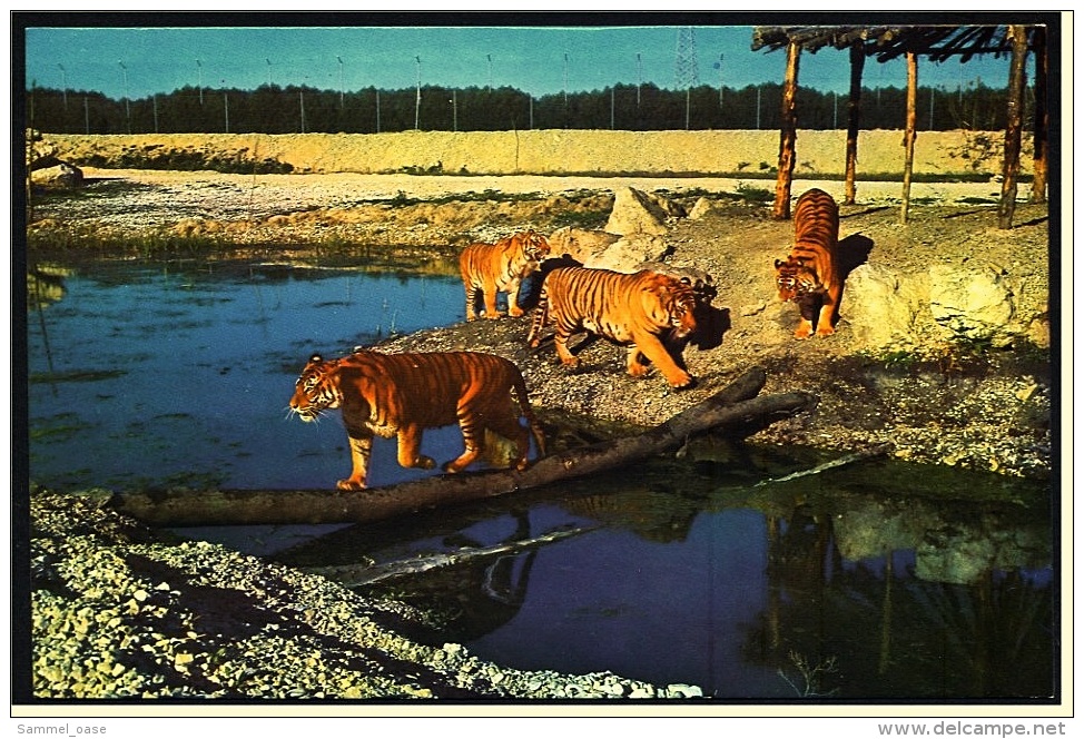 Tiger Ansichtskarte  -  Safari Park Costa Blanca  -  Vergel Alicante  -  Ca. 1985   (3809) - Tigres