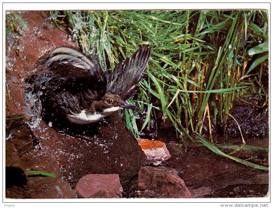 RA74 Cinclus Cinclus - Wasseramsel - Cincle Plongeur - Merlo Acquaiolo - Dipper - Vögel