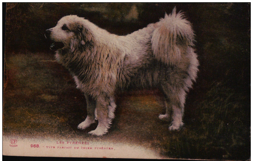 Chien - Type Parfait Du Chien Pyreneen  - - Dogs