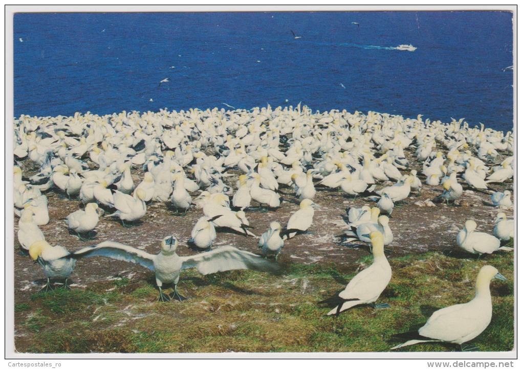 Gaspe-quebec-L'ile Bonavanture-used,perfect Shape-bird-seagull - Gaspé