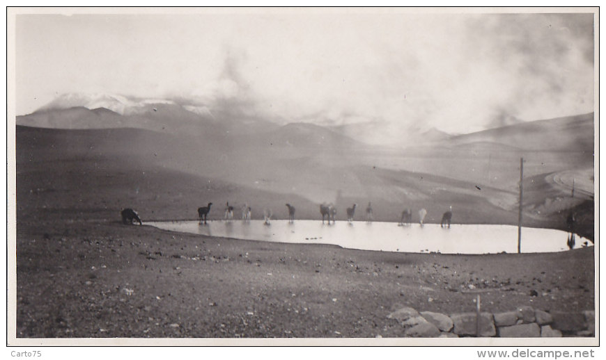 Equateur - Ecuador - Photographie - 4000 M Lamas - Ecuador