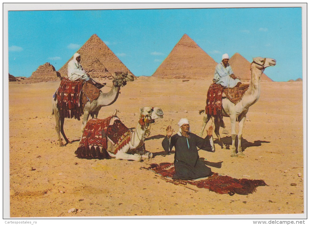 Gizeh-Giza-arab Camelrider In Front Of The Pyramids-camel-unused,perfect Shape - Gizeh