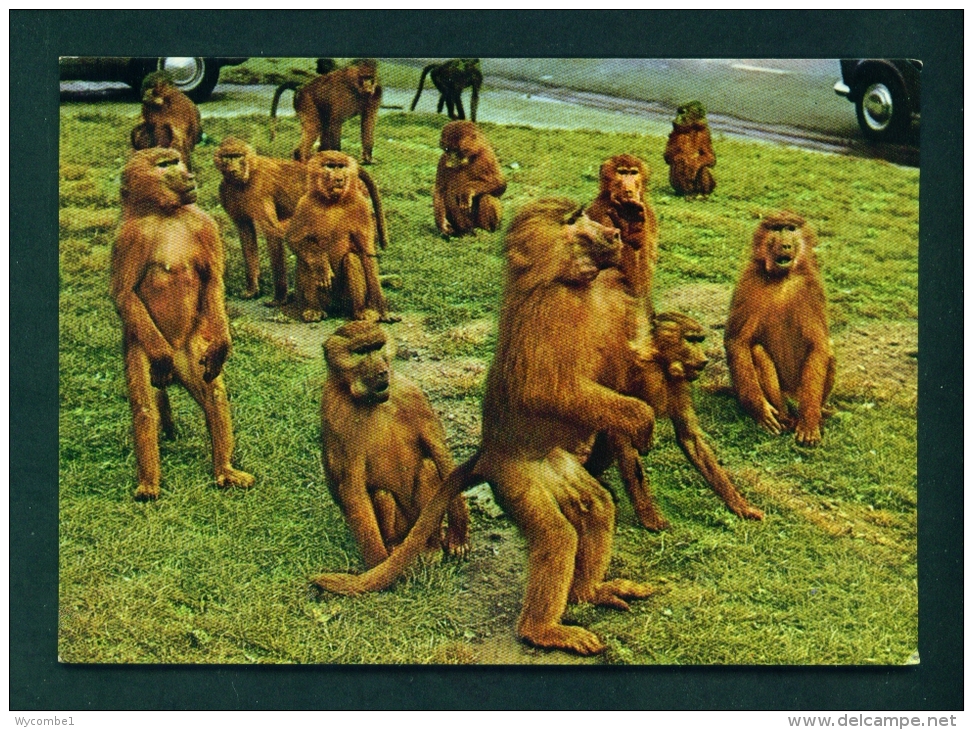 BABOONS  -  At The Royal Windsor Safari Park  Unused Postcard As Scan - Monkeys