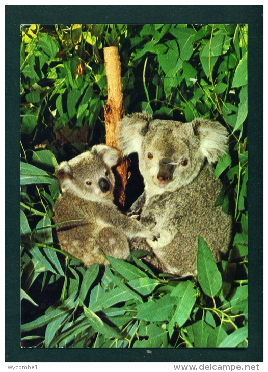 USA  -  Koala Bears In San Diego Zoo  Used Postcard As Scans - Orsi