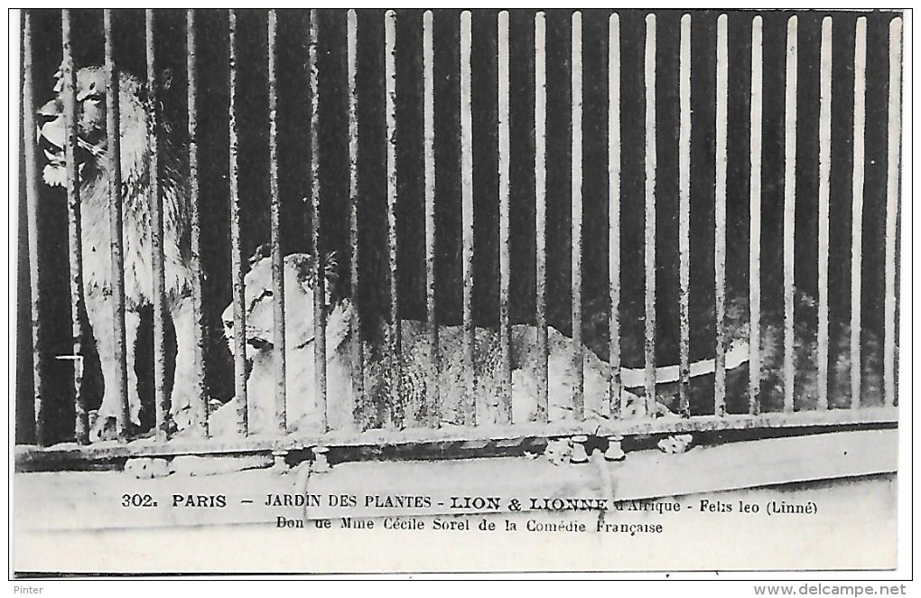 PARIS - Jardin Des Plantes - LION ET LIONNE D'AFRIQUE - Lions
