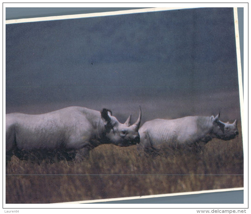 (M+S 500) Rhinoceros - Rhinozeros