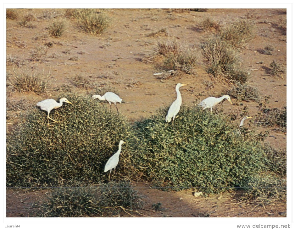 (PAR 4004) Saudi Arabia - Cattle Egret - Saoedi-Arabië