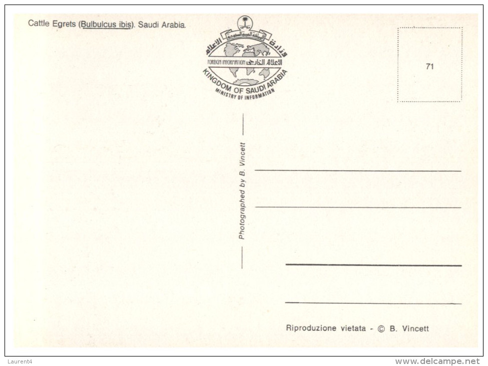 (PAR 4004) Saudi Arabia - Cattle Egret - Arabie Saoudite
