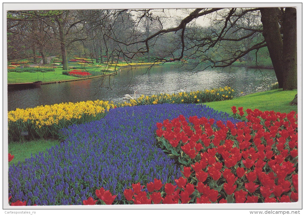 Lisse-Keukenhof-uncirculated,perfect Condition - Lisse