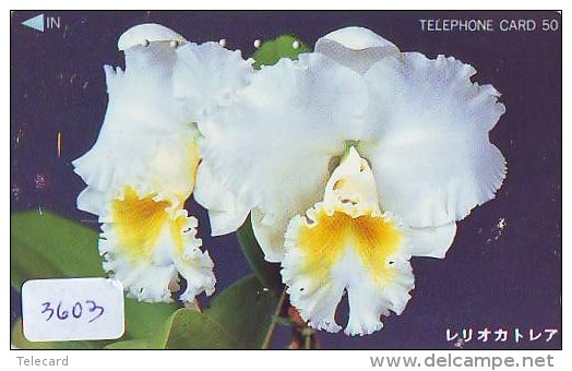 Télécarte Japon * ORCHID * FLEUR (3603) Orchidée Orquídea Orquidée Orchid * Flower Phonecard JAPAN * - Flores