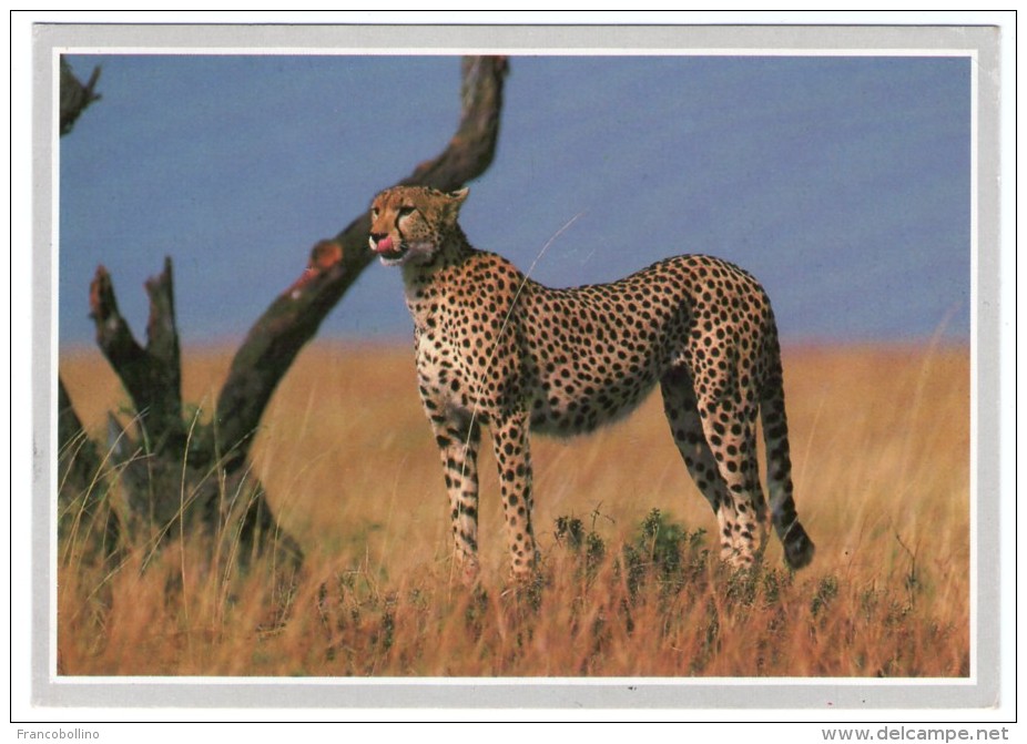 WILDLIFE OF AFRICA - CHEETAH/GUEPARD / WITH UGANDA THEMATIC STAMP-BIRD - Ouganda