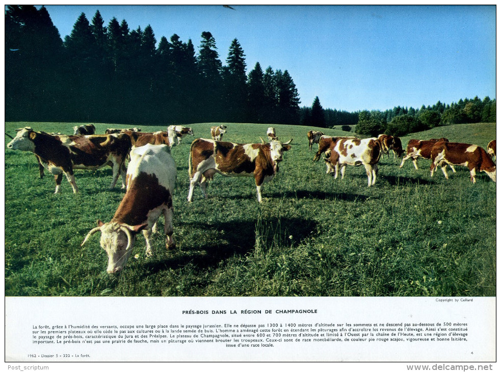 Photo - REPRODUCTION - Prés-bois Dans La Région De Champagnole - Vaches - Other & Unclassified