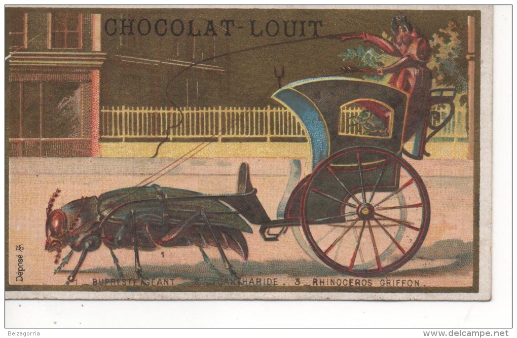 CHROMOS DORE - CHOCOLAT LOUIT - BUPRESTE GEANT,CANTHARIDE,RHINOCEROS GRIFFON - Louit