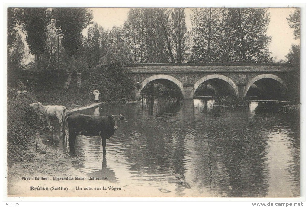 72 - BRULON - Un Coin Sur La Vègre - Vaches - Brulon