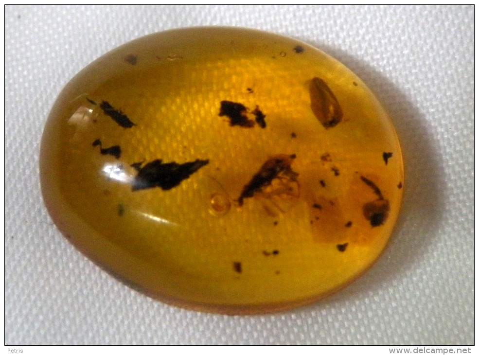 Amber Dominican Republic With Insects: Trichoptera And Water Drop - Lot.5 - Fossilien