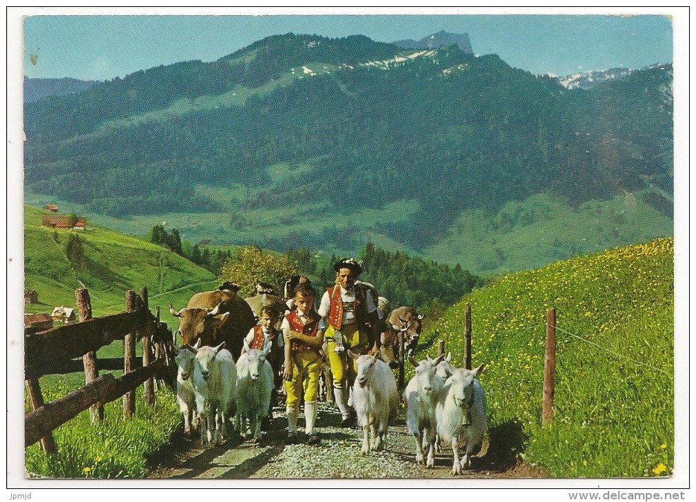 Suisse - Montée à L'alpage - Alpaufzug - Ed. Deriaz Baulmes N° 12636 - 1968 - Riaz