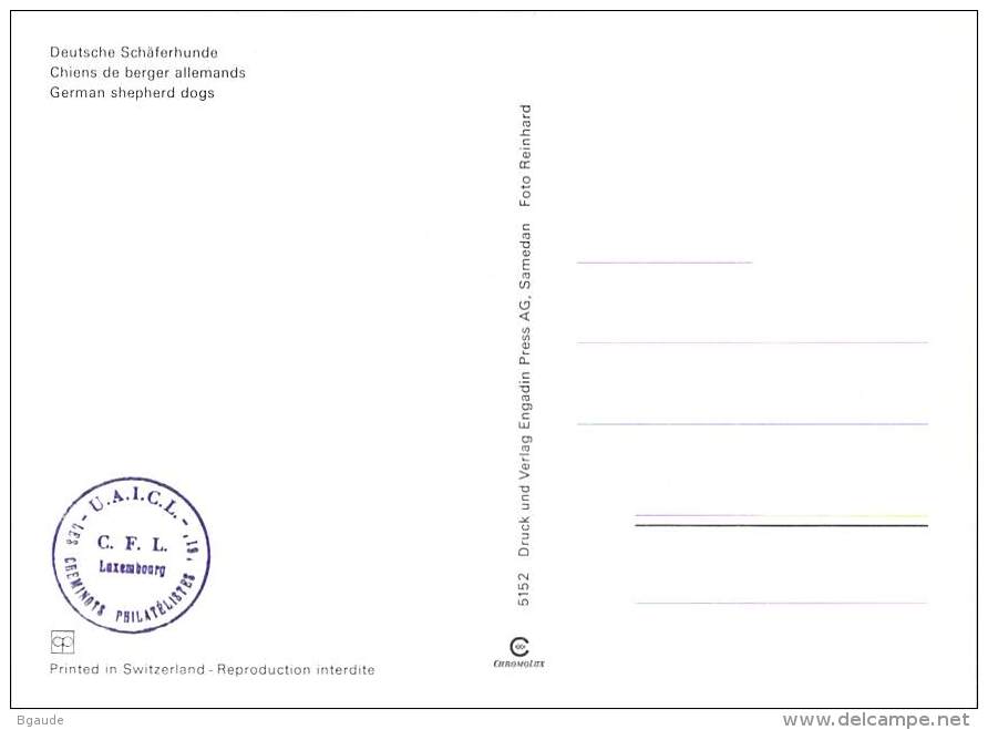 LUXEMBOURG  CARTE  MAXIMUM  NUM-YVERT  1034 CHAMPIONNAT D EUROPE CHIENS D UTILITE - Maximumkaarten