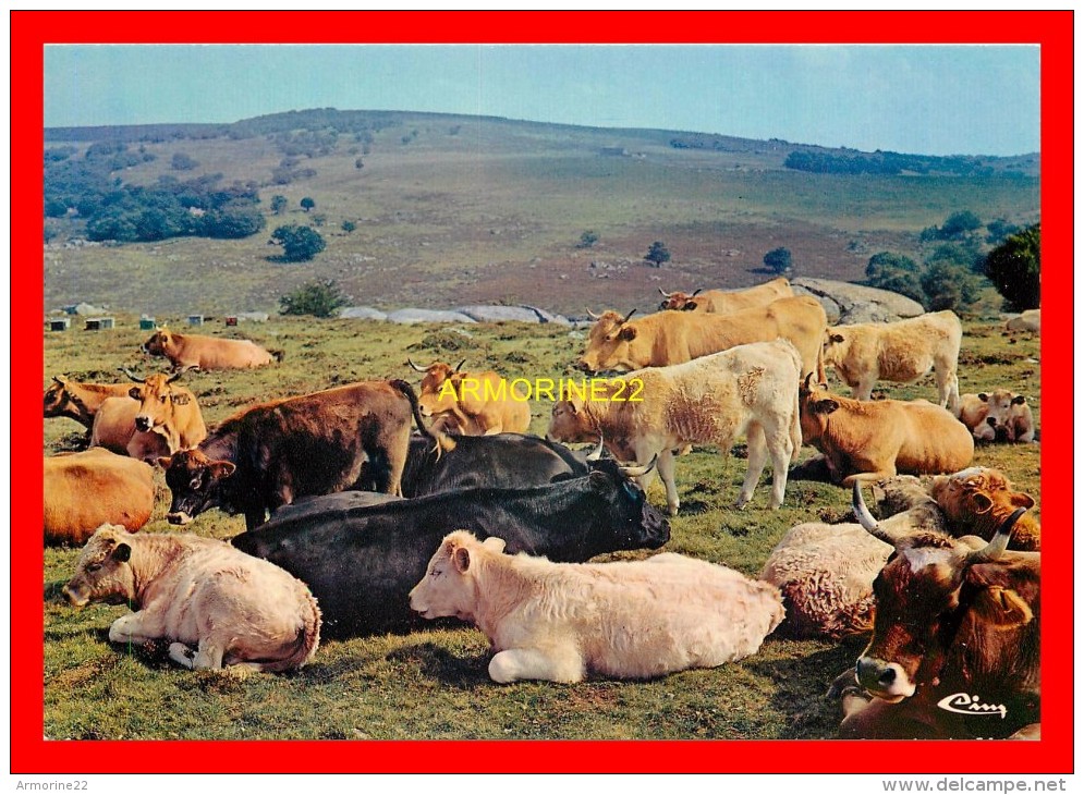 CPM AUBRAC  Beaux Sites De La Lozère  Paturage En Aubrac - Aumont Aubrac