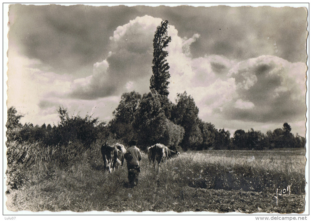 Retour à La Ferme   En Normandie - Vaches