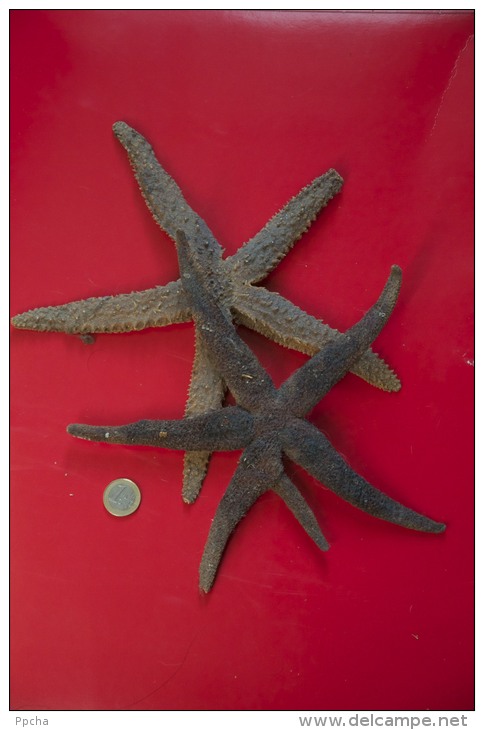 2 X étoile De Mer Seestern Starfish - Coquillages