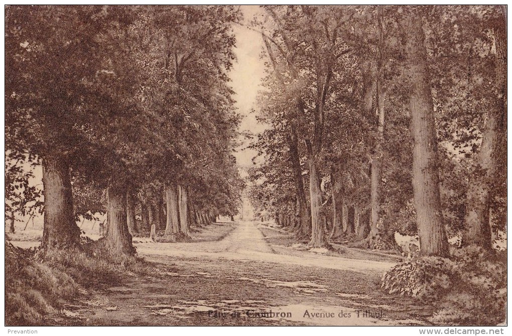 Parc De CAMBRON - Avenue Des Tilleuls - Soignies