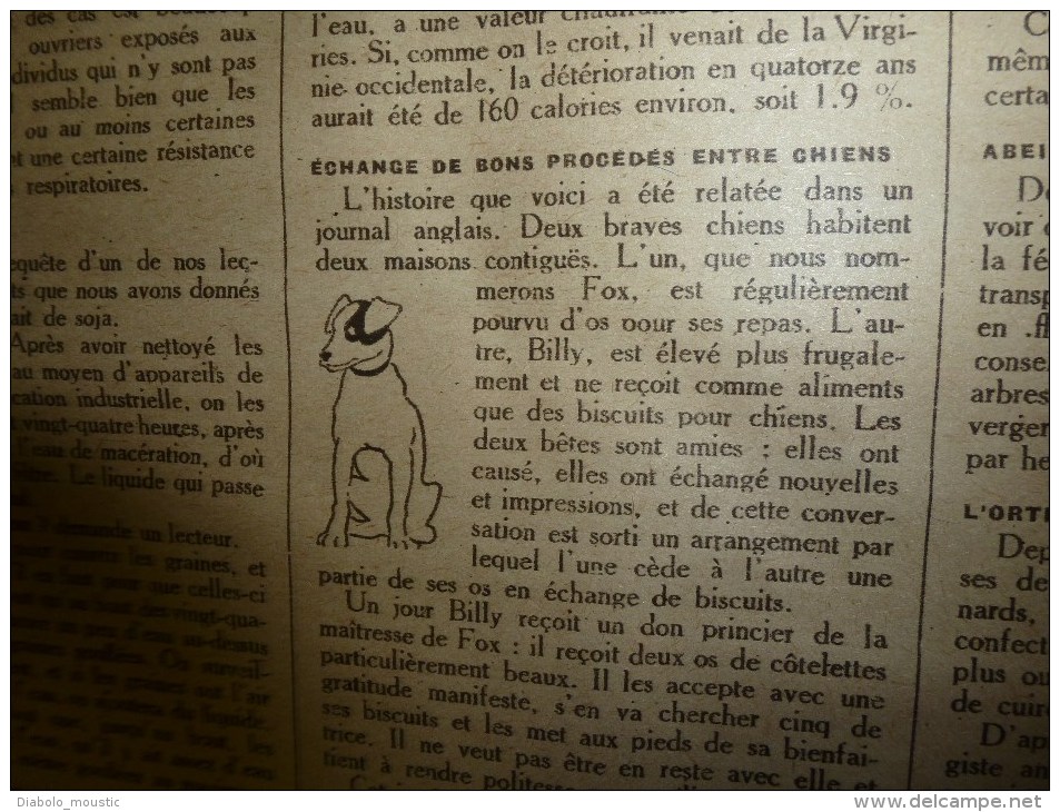 1919 LPDF:London's Royal Guards;Emeute Berlin,Dusseldorf;USA au Château Val-les-Ecoliers;Martyrs d'ANVERS;Ortie-aliment