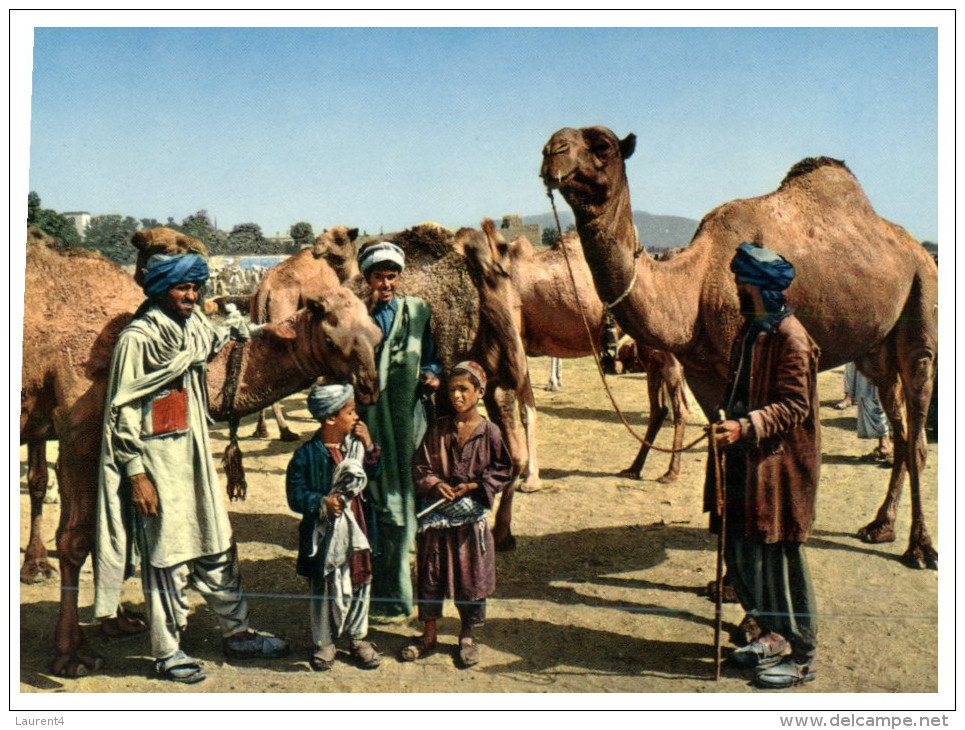 (ORL 409) Camel - Chameau - Kabul - Afghanistan - Afghanistan
