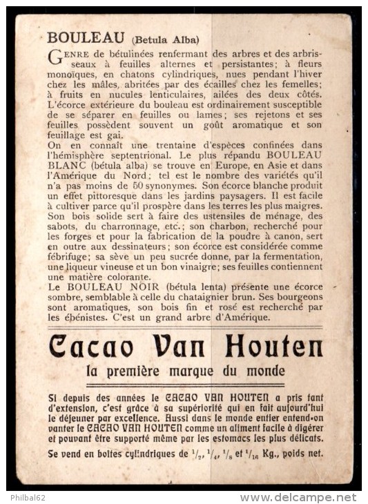 Chromo Grand Format Cacao Van Houten : Série Des Arbres, Le Bouleau. - Van Houten