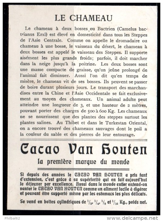 Chromo Grand Format Cacao Van Houten : Animaux, Le Chameau. - Van Houten