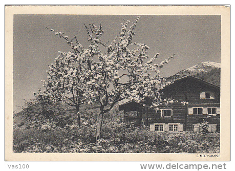 6002- ZITTAU- COUNTRYSIDE LANDSCAPE, BLOSSOM TREE, POSTCARD - Zittau