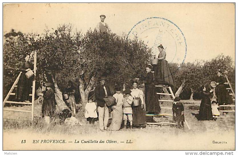 Ref C383- En Provence - La Cueillette Des Olives - Theme Huile D Olive - Oliviers  -  Carte Bon Etat - - Cultures