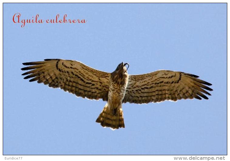 Aves Rapaces De La Peninsula Iberica (birds Of Prey) Postcard Collection  - Size:15x10 Cm.aprox. - Pájaros