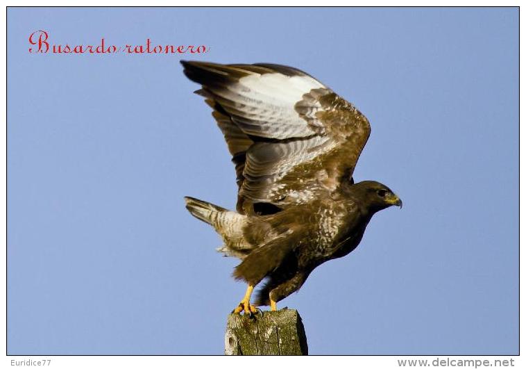 Aves Rapaces De La Peninsula Iberica (birds Of Prey) Postcard Collection  - Size:15x10 Cm.aprox. - Pájaros