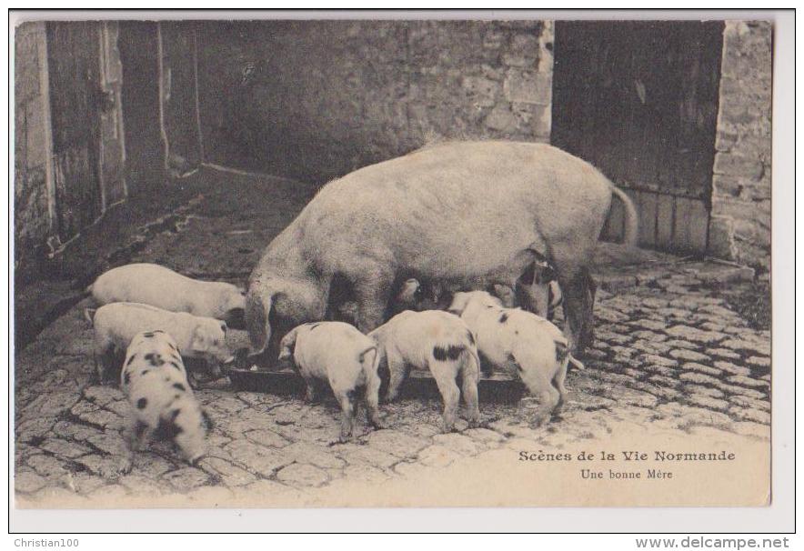 COCHONS : UNE BONNE MERE - SCENES DE LA VIE NORMANDE - CPA - 2 SCANS - - Cochons