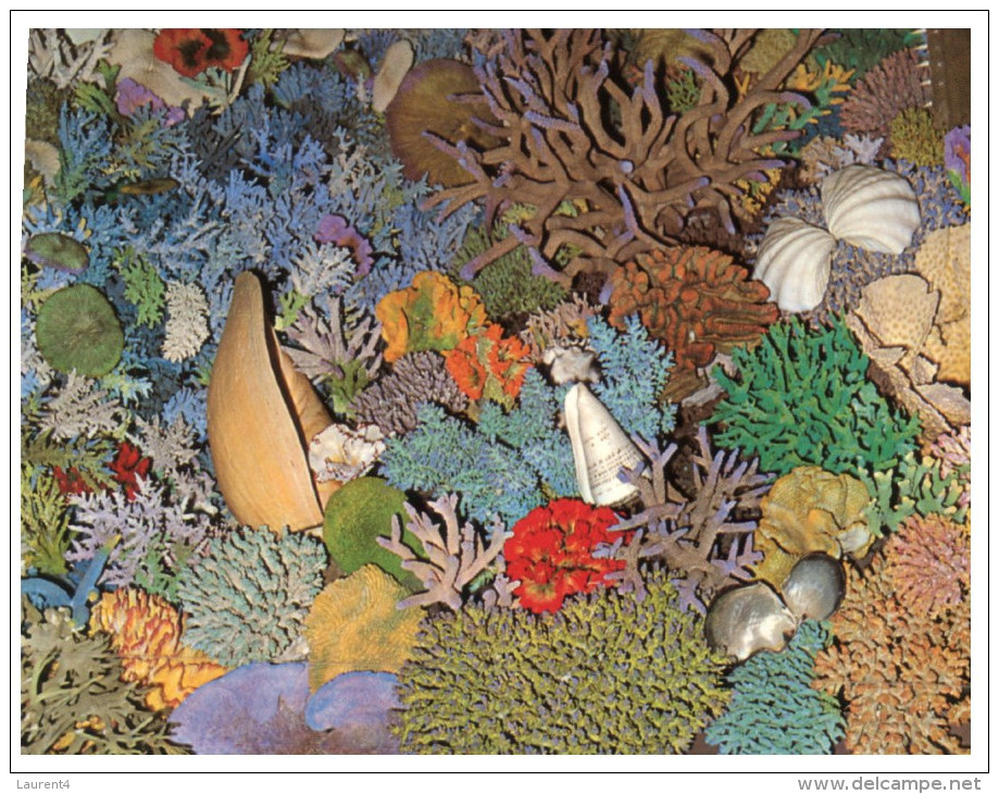 (950) Australia - QLD - Airlie Beach Coral Display - Far North Queensland