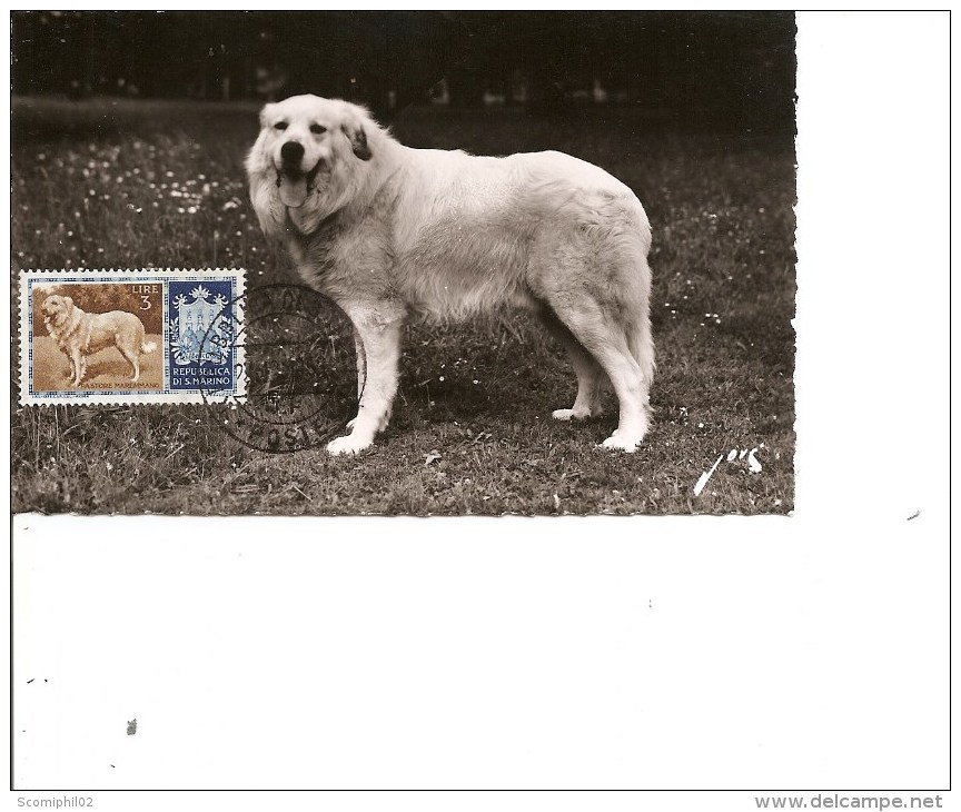 Chiens -Chien Des Pyrénées ( CM De Saint-Marin De 1956 à Voir) - Chiens