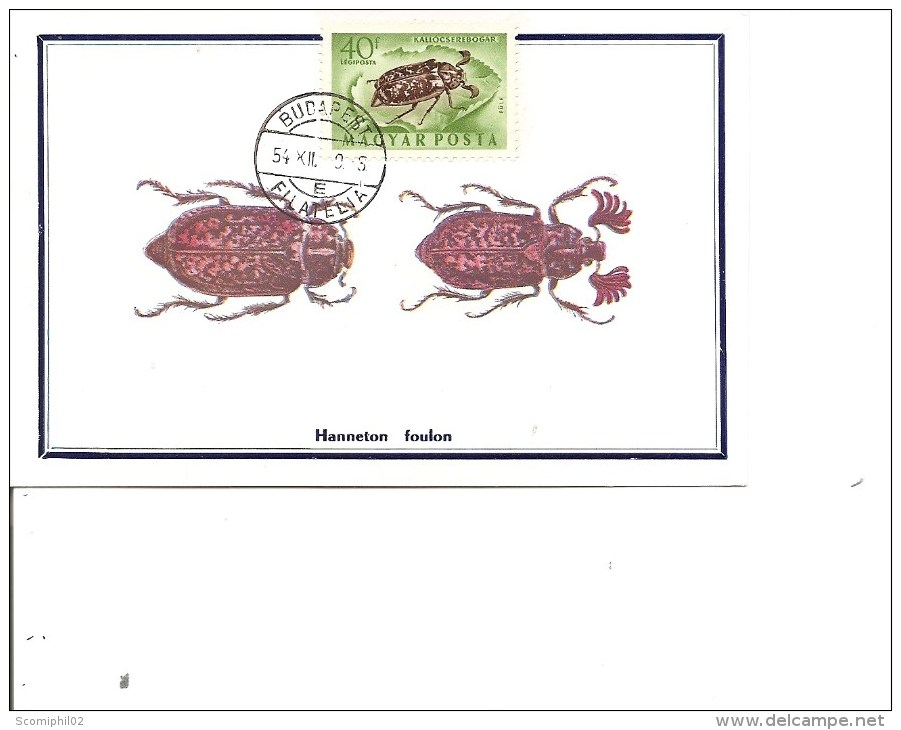 Insectes -Hanneton ( CM De Hongrie De 1954 à Voir) - Autres & Non Classés