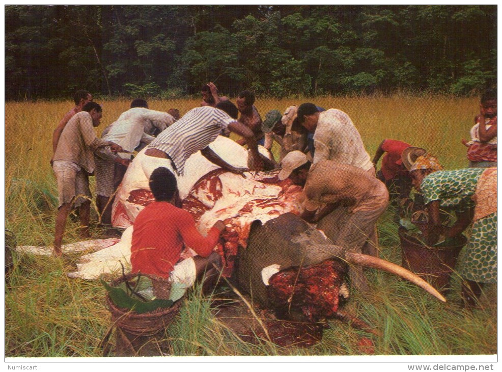 Gabon.. Animée.. Scène De Dépeçage D'un éléphant - Gabon