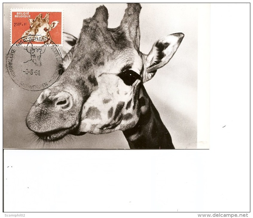 Girafes ( CM De Belgique De 1961 à Voir) - Giraffen
