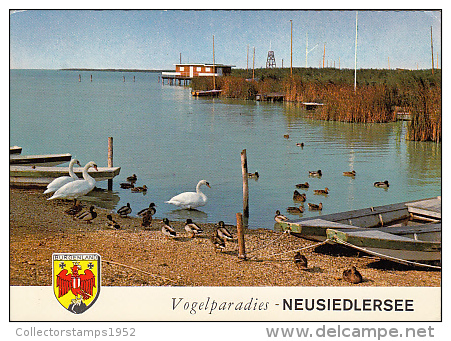 6458- POSTCARD, NEUSIEDL LAKE, BIRDS PARADISE, SWANS, DUCKS, BOATS - Autres & Non Classés