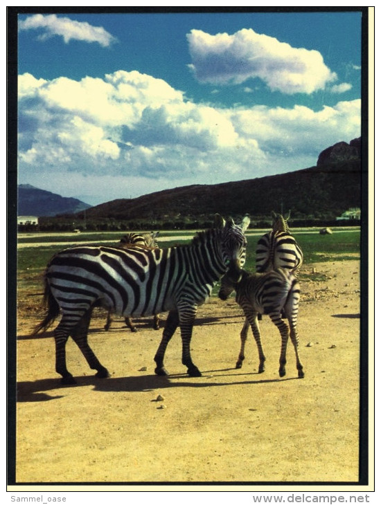 Zebra Ansichtskarte  -  Safari Park Costa Blanca  -  Vergel Alicante  -  Ca. 1985   (3787) - Zèbres