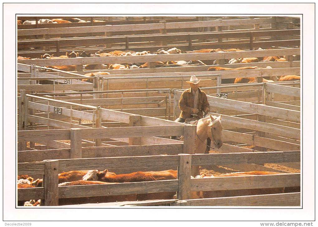 BF36360 Amarillo Cattle In The Corral Cow Horse Types USA  Front/back Scan - Amarillo