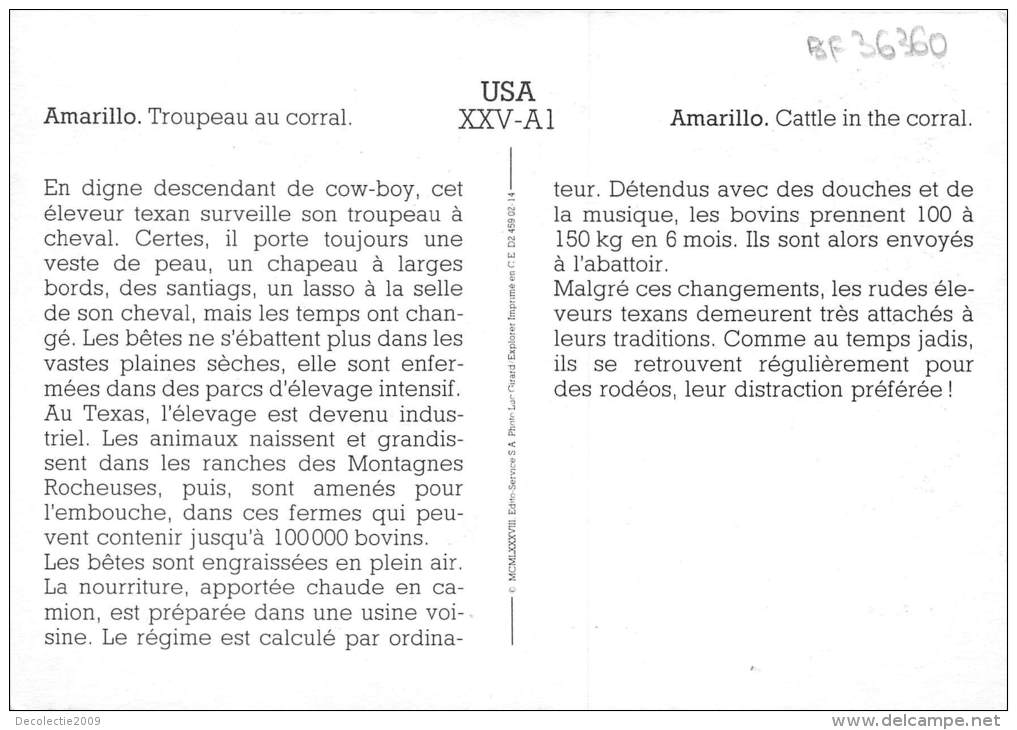 BF36360 Amarillo Cattle In The Corral Cow Horse Types USA  Front/back Scan - Amarillo