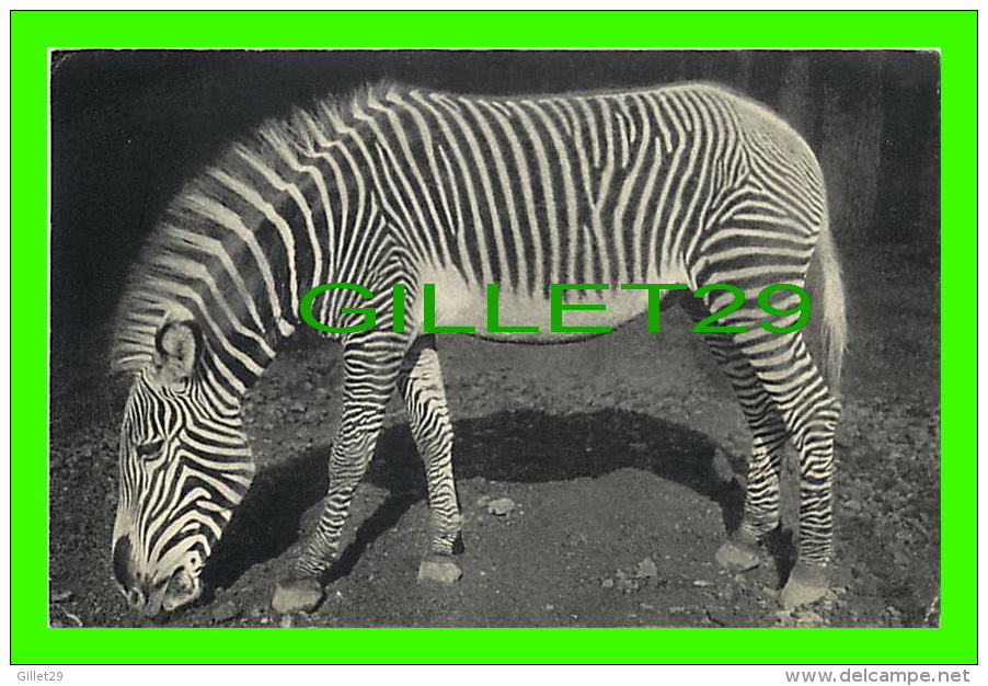 ZÈBRE - PARC ZOOLOGIQUE DU BOIS DE VINCENNES, PARIS - UN ZÈBRE DE GRÉVY, No 277 - DRAEGER FRÈRES - - Zebra's