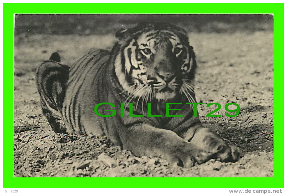 TIGRE DU BENGALE - PARC ZOOLOGIQUE DU BOIS DE VINCENNES, PARIS -  No 370 - DRAEGER FRÈRES - - Tigres