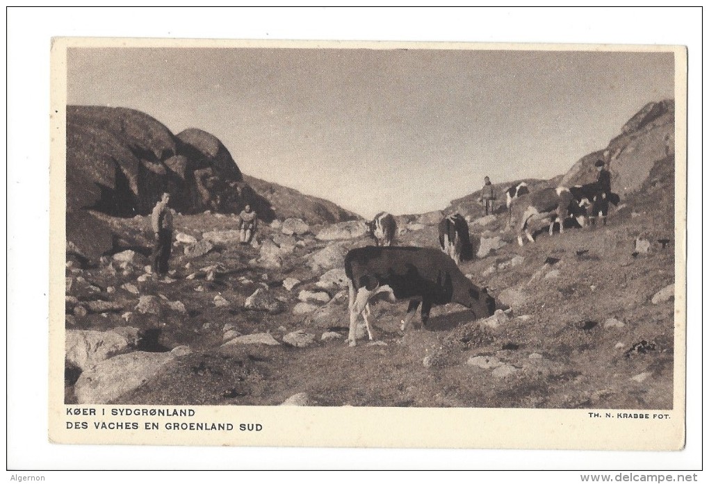 LVA1783 -  Des Vaches En Groenland Sud Koer I Groenland Sud - Groenlandia