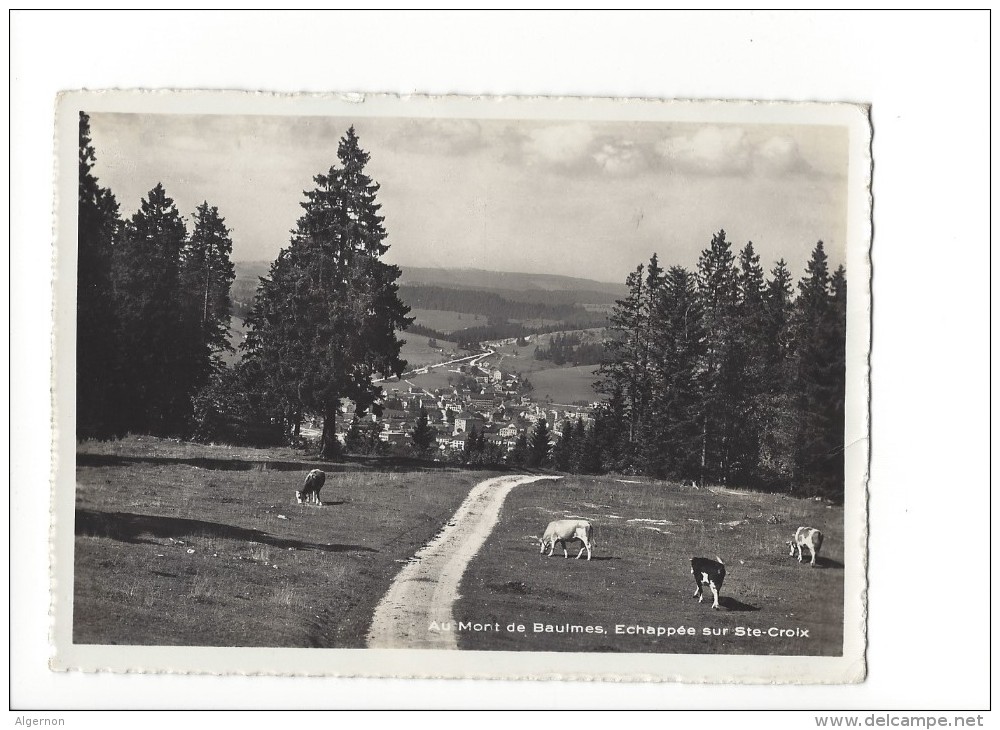 LVA1786 -  Au  Mont De Baulmes Echappée Sur Ste-Croix Vaches (Format 10 X 15) - Baulmes